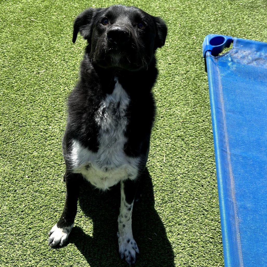 Rosco - Leash & Potty Trained!