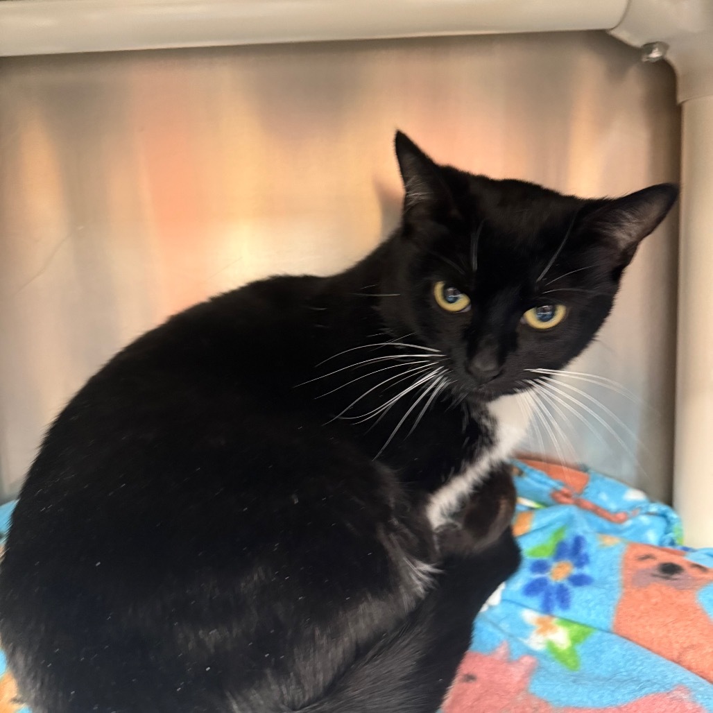 Parsnip - Soft & shy cutie