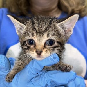 Mercedes, Baby Female Domestic Short Hair