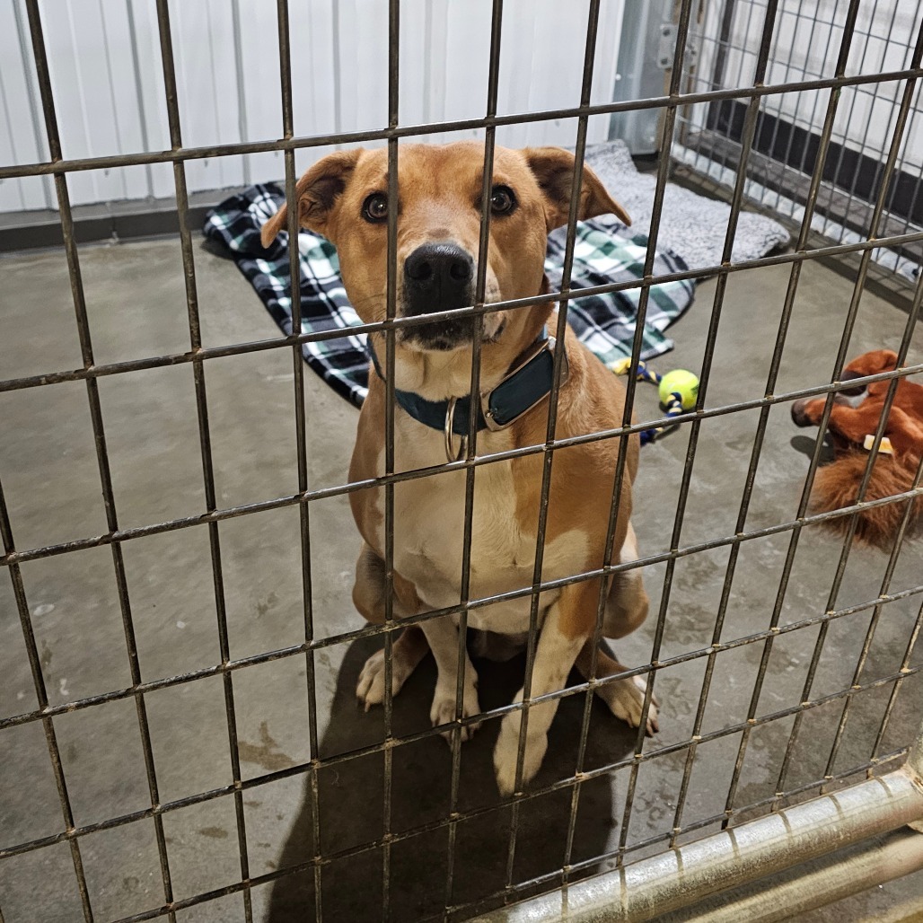 Autumn, an adoptable Mixed Breed in Bismarck, ND, 58507 | Photo Image 1