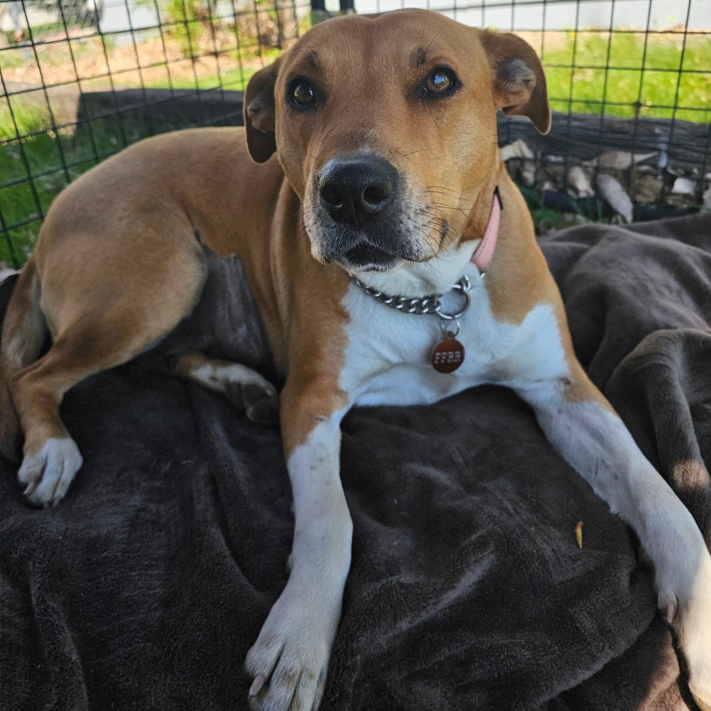 Autumn, an adoptable Mixed Breed in Bismarck, ND, 58507 | Photo Image 1