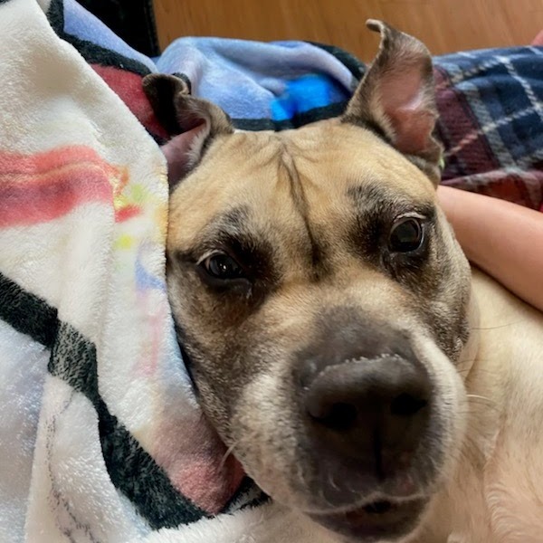 Kali