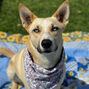 Hi there My name is Nova and Im at the Santa Maria Campus Im a 1 year old female Husky