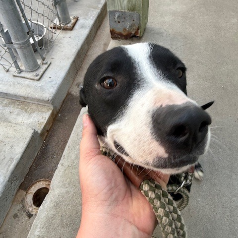 Buddy