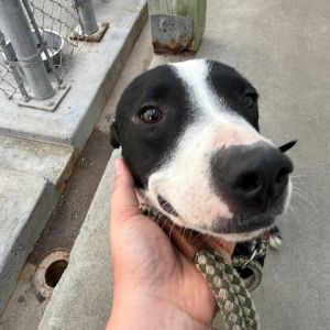 Buddy, Young Male Terrier