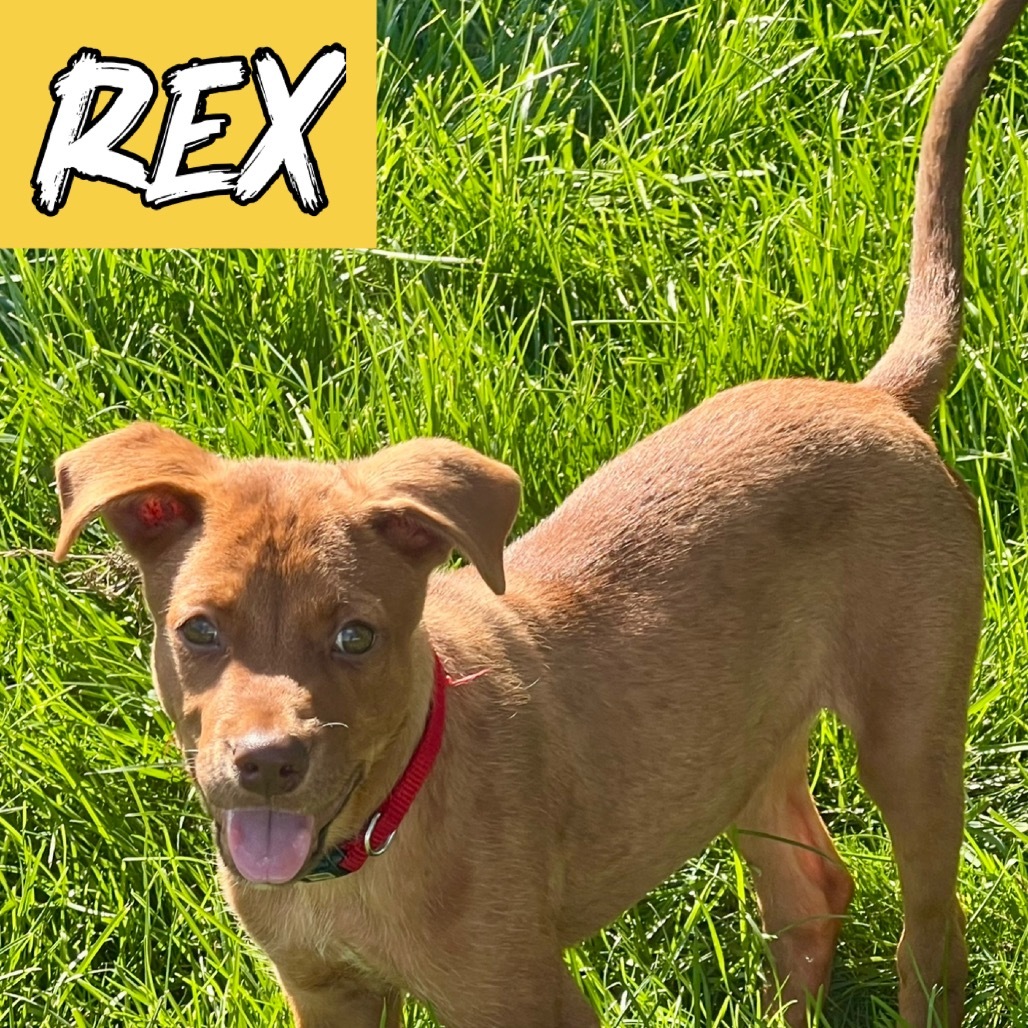 Rex