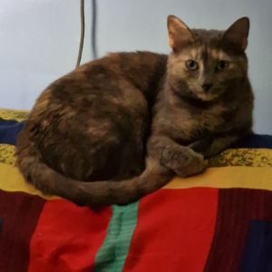 1122-07 Birdie (fka Michelle), Adult Female Domestic Short Hair