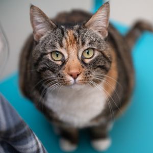 Boots, Senior Female Domestic Short Hair
