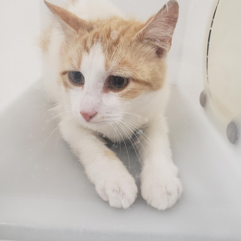 Lentil