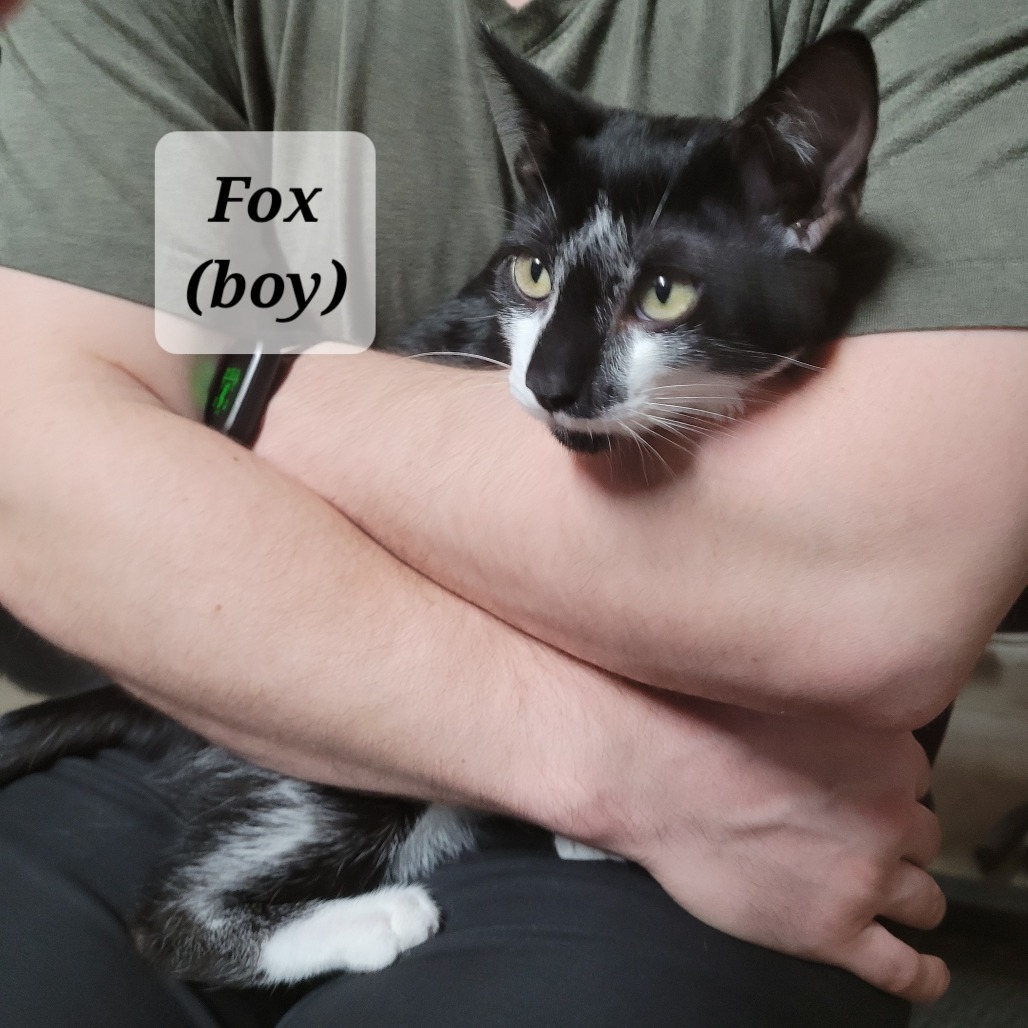 Foxx