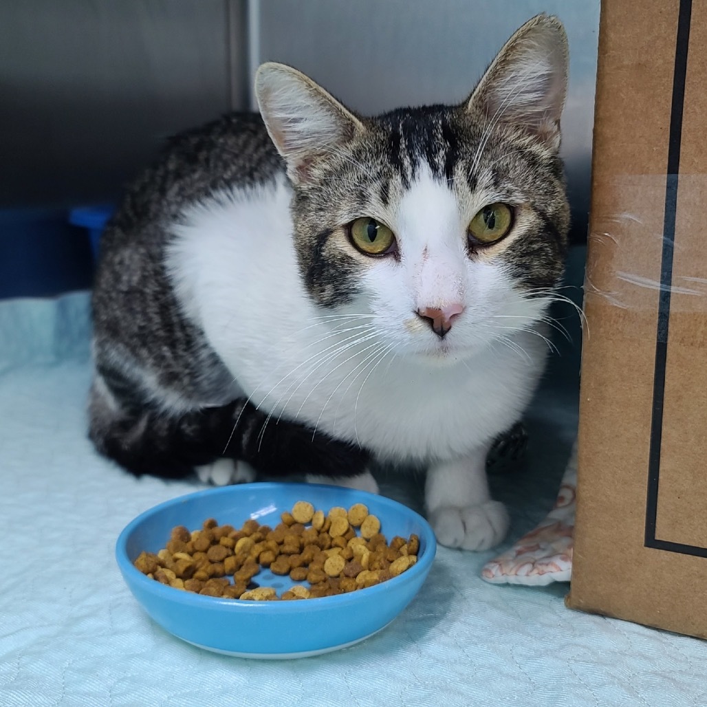 Ruffles, an adoptable Domestic Short Hair in Kilauea, HI, 96754 | Photo Image 1