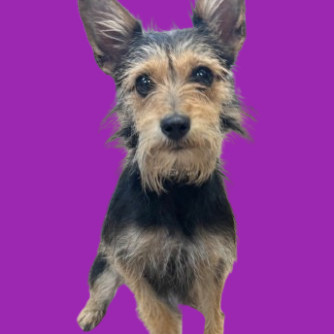 TUSC-Stray-80172