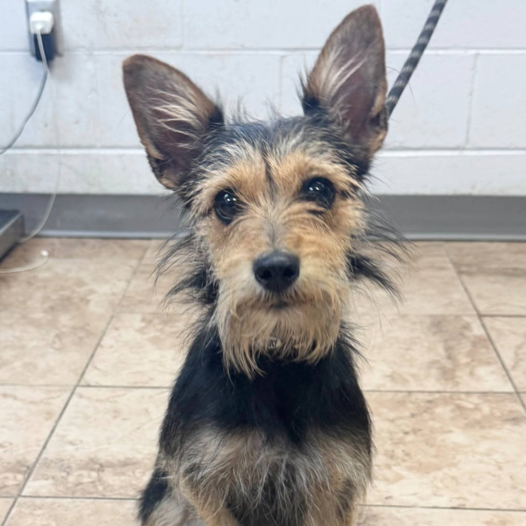 TUSC-Stray-80172