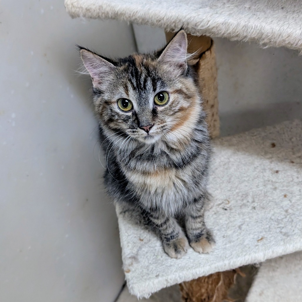 Ramona