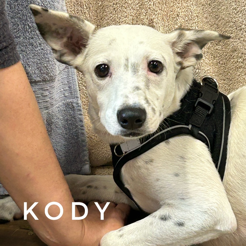 Kody
