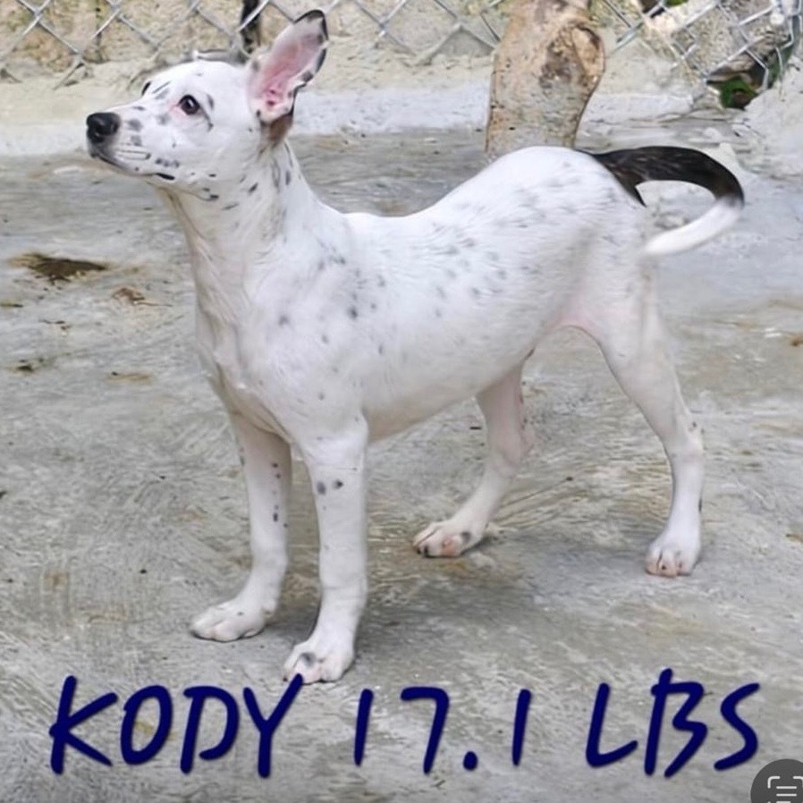 Kody