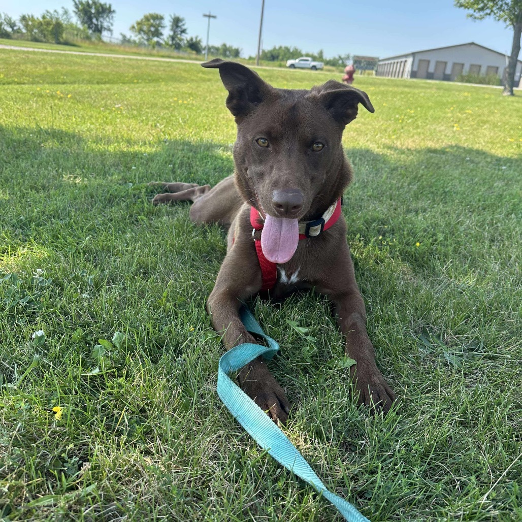 Oso