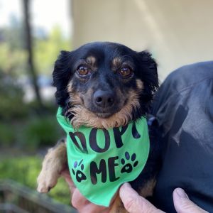 Hilo Mixed Breed Dog