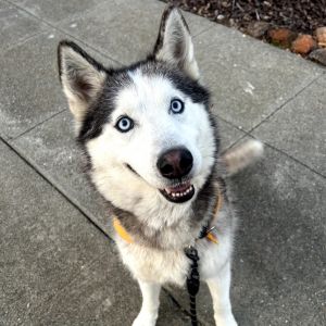 Echo