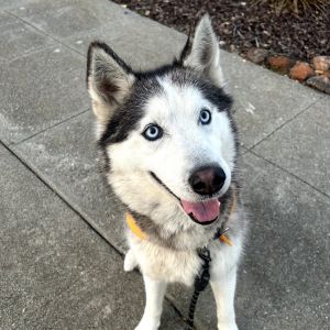 Echo, Adult Male Husky