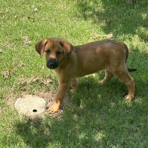 Hachi