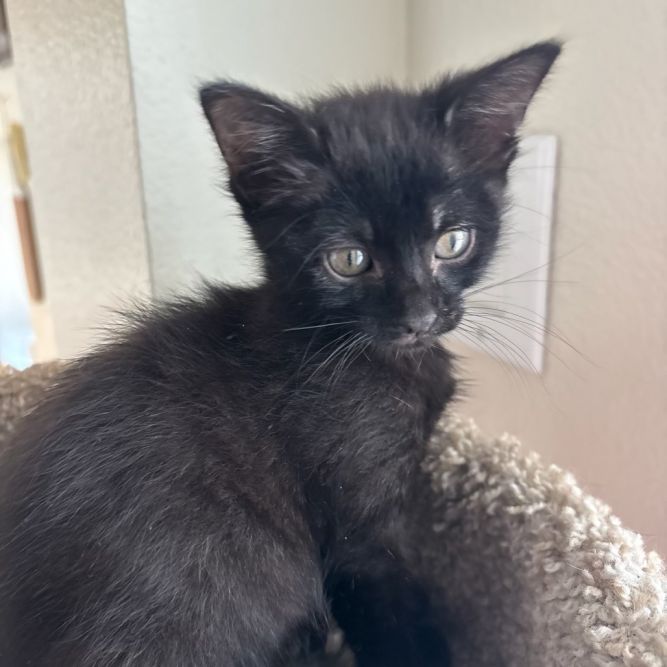 Onyx