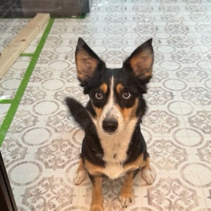 Kora 2