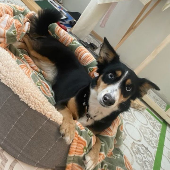 Kora 3