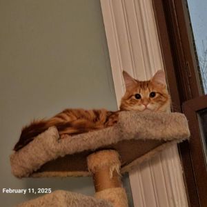 G Fluff (Bonded to G Swirl)