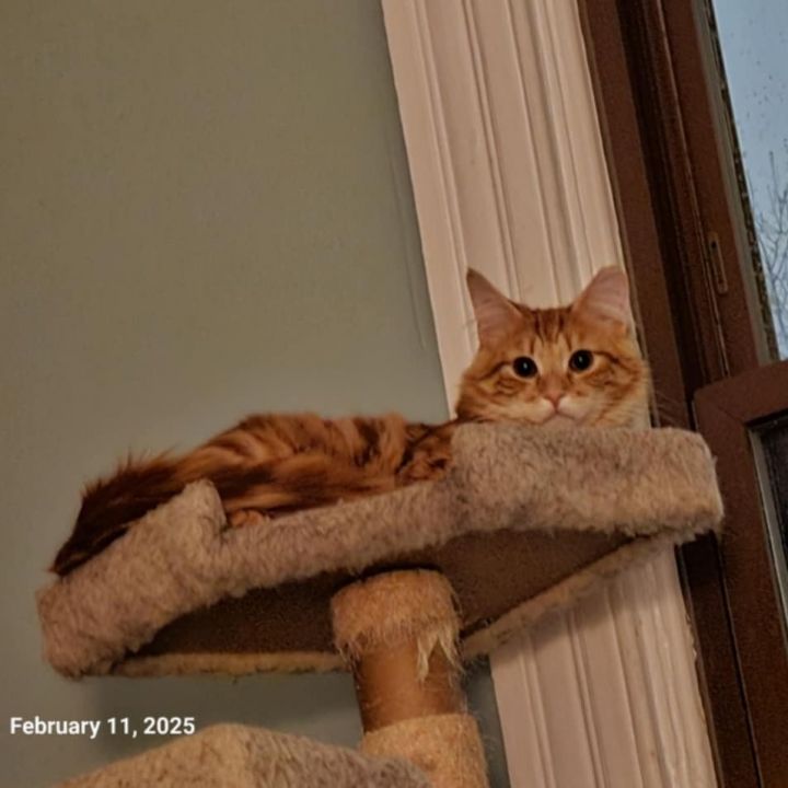 G Fluff (Bonded to G Swirl) 1