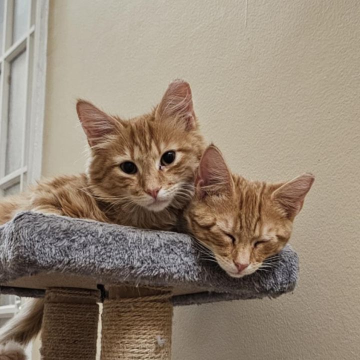 G Fluff (Bonded to G Swirl) 2
