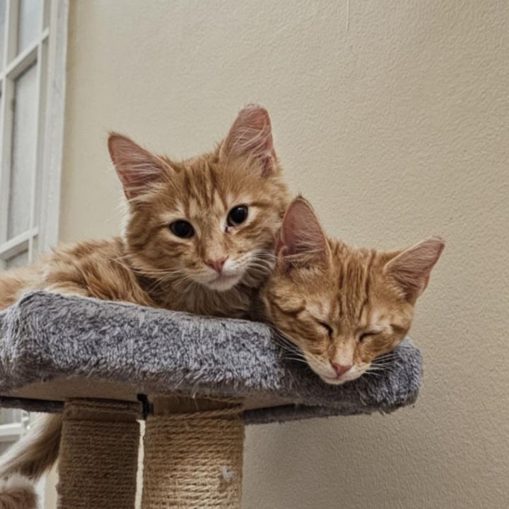 G swirl (Bonded to G Fluff) 2