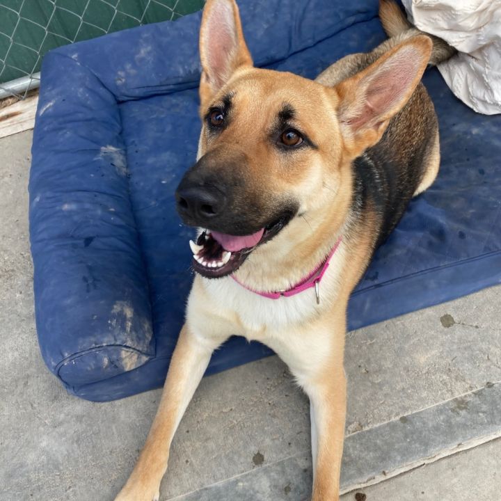 Stella 3