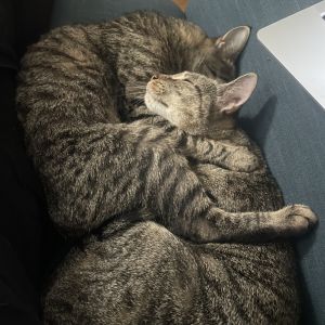 Dagger, Adult Female Domestic Short Hair