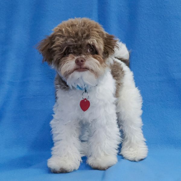 PIP