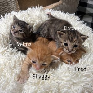 Meet Mama Scooby Shaggy  Velma - The Mystery Meow-squad Straight from the all