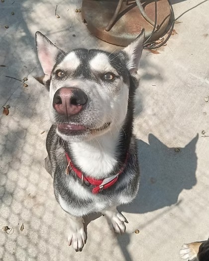 Chip