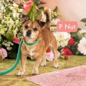 P-Nut