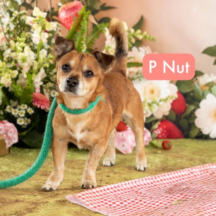 P-Nut 1