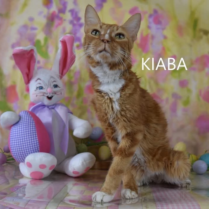 Kiaba