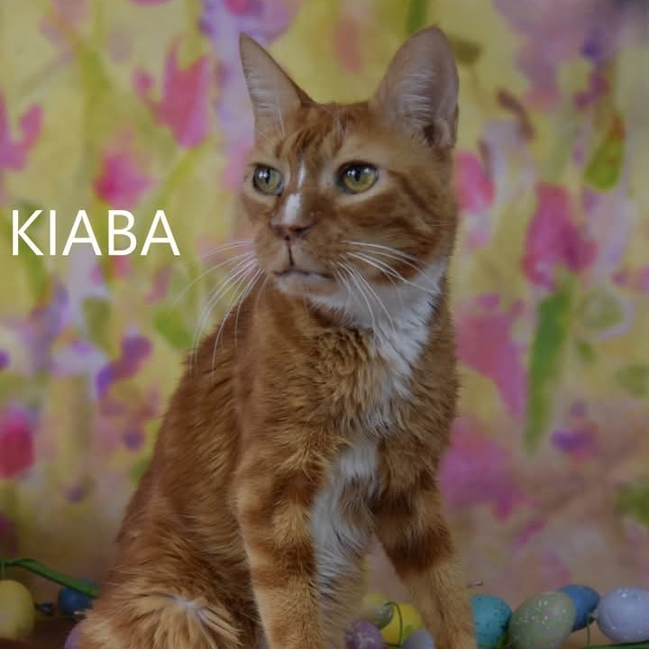 Kiaba