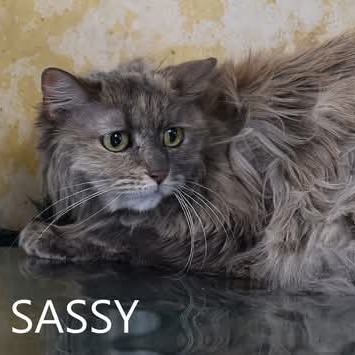 Sassy