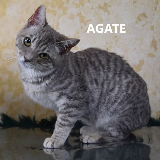Agate