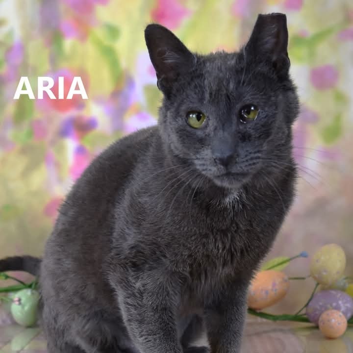 Aria