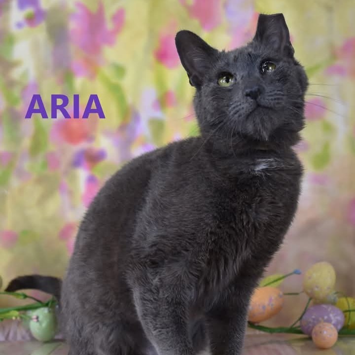 Aria