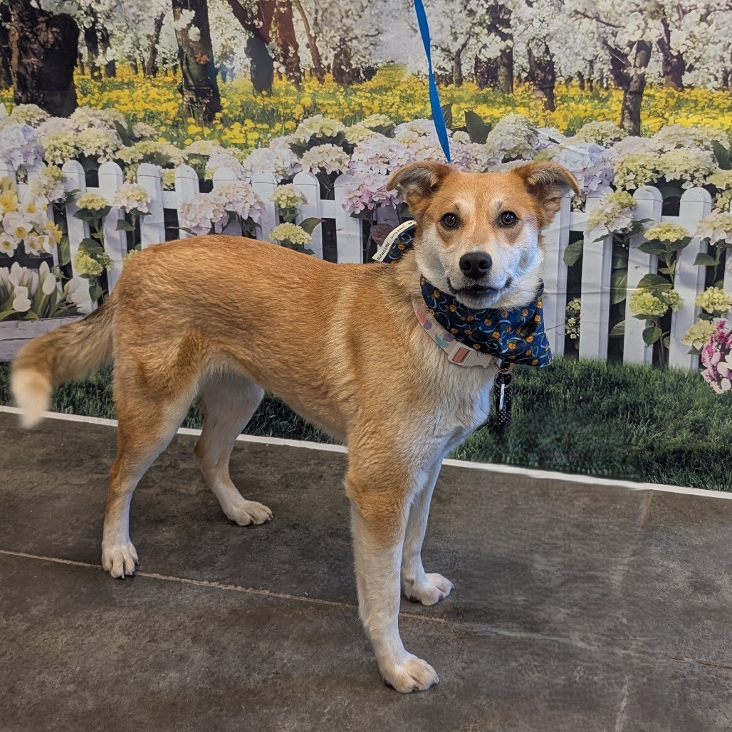 Millie, an adoptable Shepherd, Mixed Breed in Show Low, AZ, 85901 | Photo Image 1