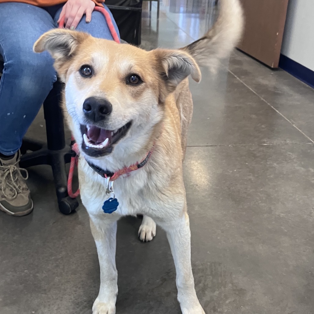 Millie, an adoptable Shepherd, Mixed Breed in Show Low, AZ, 85901 | Photo Image 2