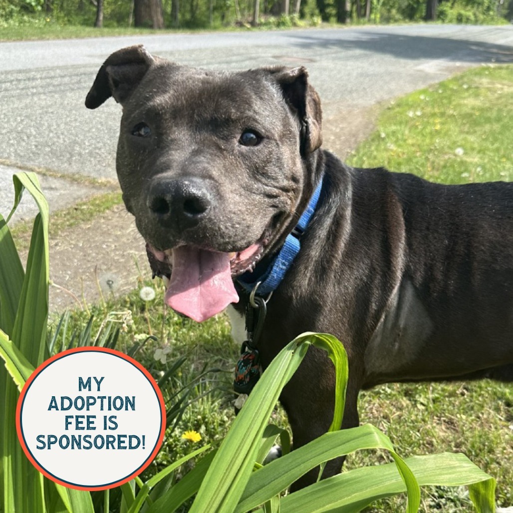Yolo - IN FOSTER