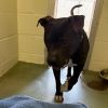Yolo - IN FOSTER photo 2