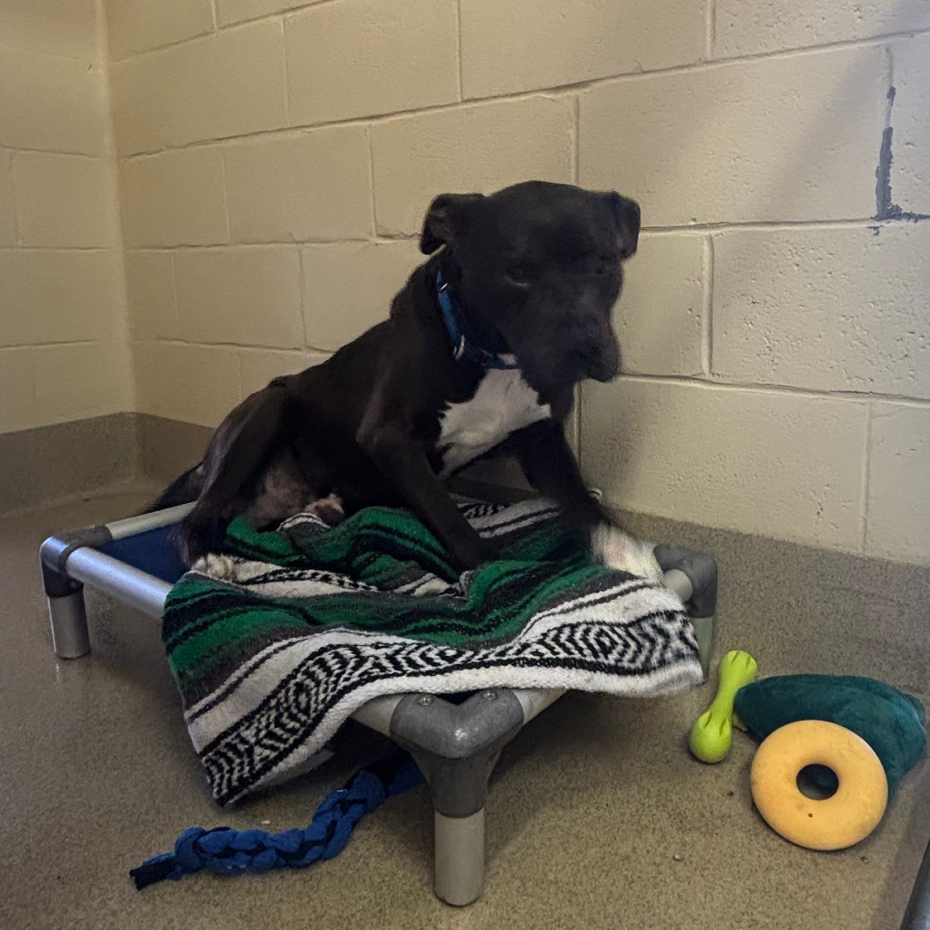 Yolo - IN FOSTER